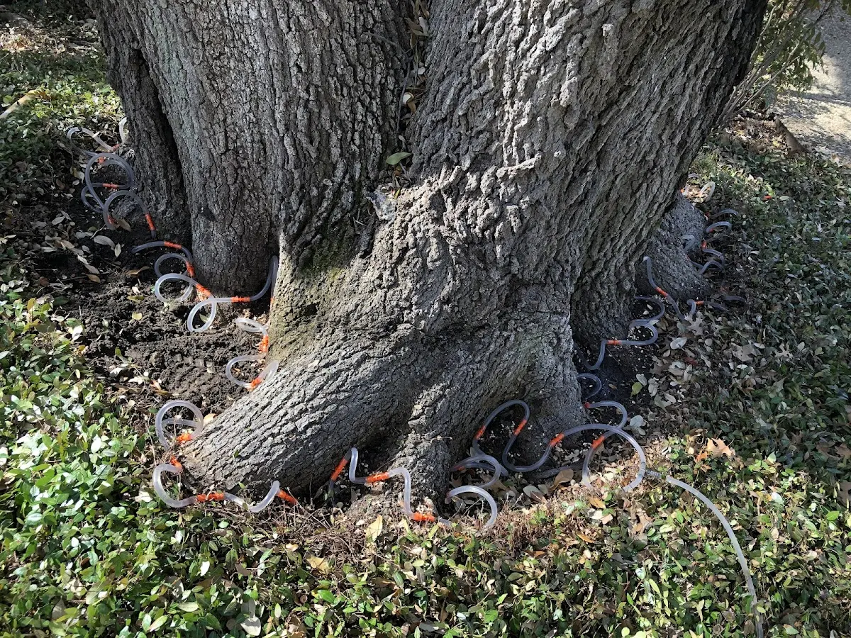 Detailed Tree Cabling and Bracing job site in Mine Hill